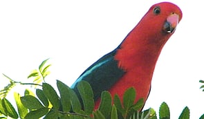 Bird Monitoring form - We use the BirdLife Australia app. Click to get the app on the App Store