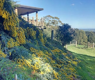 Tandara Cottage from the laneway showing the surrounding native garden