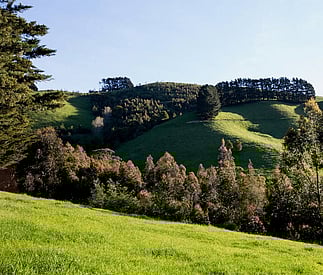 paddoack and trees with adjacent green hills