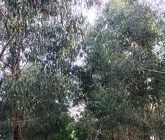 driveway between cottages