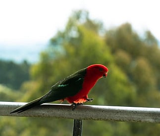 king parrot on deck rail
