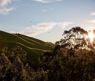 adjacent tree and hill views