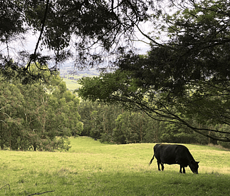 cow grazing in paddock below cottage