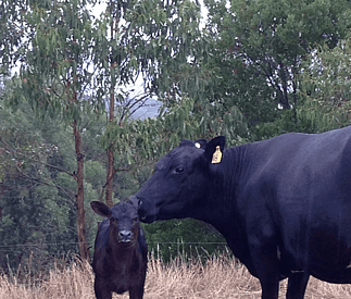 cow and calf in tree sheltered area