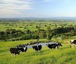 South Yarragon views of cattle in paddocks