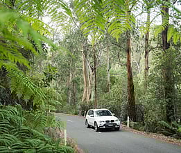 a local road showing trees and ferns