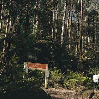 Toorongo Falls 3km walking trail