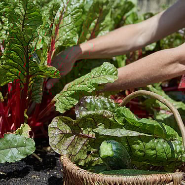 Vegetables grown on site for serving at events