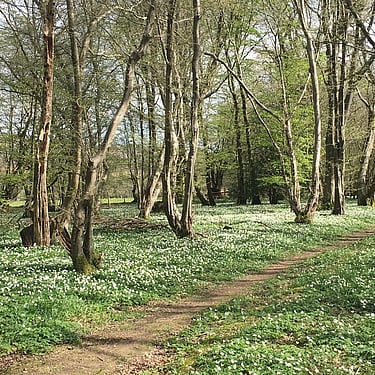 The wood anenomes bringing their Spring joy to the woods