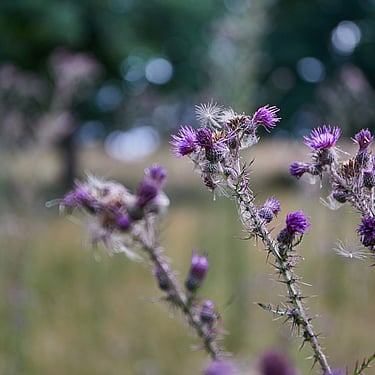 Thistles in the Oak Meadow at Hackhurst Farm
