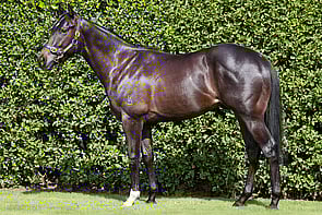 LOT 24 - Per Incanto &ndash; Belle Vie Colt          Breeze Up 10.58