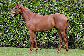 LOT 155 - Almanzor &ndash; Lovers LaneGeldingBreeze Up 10.86
