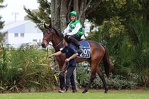 Lot 297 Savabeel - Miss Hoiho Filly