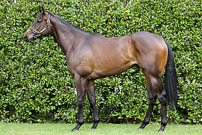 Lot 90 - Per Incanto &ndash; Fleur de LuneColtBreeze Up 10.39