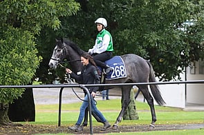 Lot 268 Reliable Man - Lamplighter Gelding