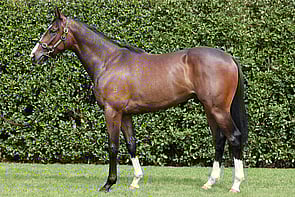 LOT 175 - Time Test &ndash; Miss CosimoColtBreeze Up 10.38