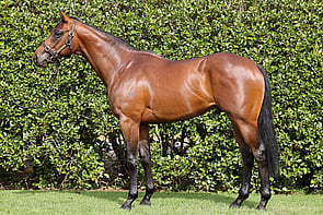 LOT 91 - Vadamos &ndash; FloramourColtBreeze Up 10.70