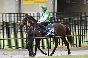 Lot 303 More Than Ready - Moonboat Gelding