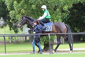 Lot 220 Per Incanto - Gymnast Filly