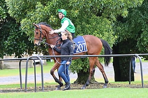 Lot 207 Ocean Park - Flying Change Gelding