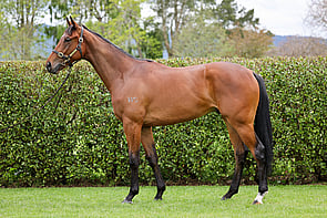 LOT 105 - Tivaci &ndash; Gold SpiceGeldingBreeze Up 10.46