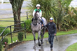 Lot 97 Super One - Trial Bay Gelding