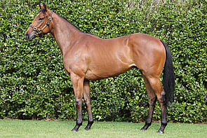 Lot 210 - Ace High &ndash; PiazzaGeldingBreeze Up 10.48