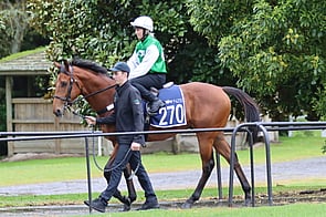 Lot 270 Astern - Laughing Colt