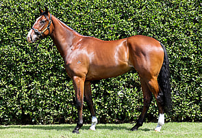LOT 3 - War Decree &ndash; ZawhipBay ColtBreeze Up  10.43