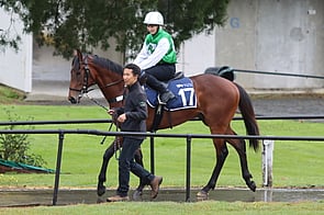 Lot 17 Ocean Park - Peak Performance Colt