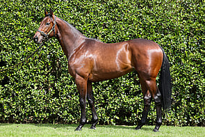 Lot 100 - Kermadec &ndash; GalleriesColtBreeze Up 10.42