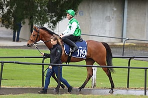 Lot 119 Per Incanto - Zaspin Filly