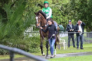 Lot 174 Pierro - Crystal Fairy Colt