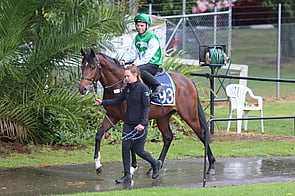 Lot 93 Sweynesse - That Jamaican Girl Colt