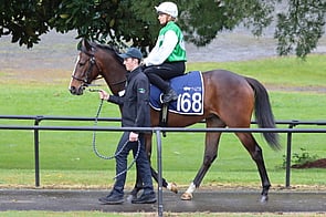 Lot 168 Iffraaj - Champagne Tastes Gelding