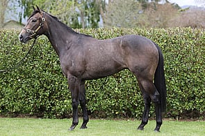 LOT 34 - Reliable Man &ndash; Britt EklandGeldingBreeze Up 10.36