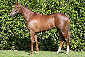 Lot 225 - Invader &ndash; Puppet QueenGeldingBreeze Up 10.48