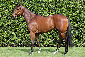 LOT 16 - U S Navy Flag &ndash; AssumeColtBreeze Up 10.58