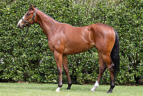 LOT 220 - Swiss Ace &ndash; Princess CarolinaGeldingBreeze Up 11.71