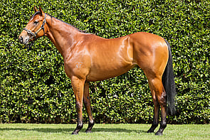 LOT 36 - Deep Field &ndash; Bubbly DuchessColtBreeze Up 10.49