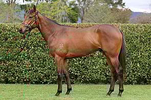 LOT 232 - U S Navy Flag &ndash; Rasa LilaGeldingBreeze Up 10.60