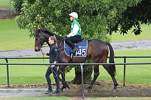 Lot 145 Shocking - Beautiful Girl Gelding