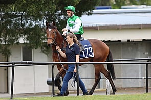 Lot 173 Charm Spirit -Corinthia Gelding