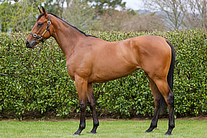 Lot 157 - El Roca &ndash; LunadaFillyBreeze Up 10.42