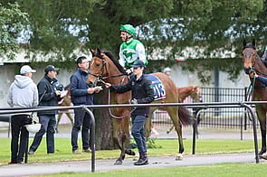 Lot 213 El Hermano - Gisela Filly