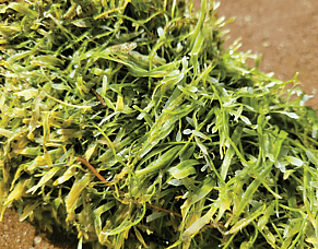 Caulerpa - the weed that is reeking havoc in our waters