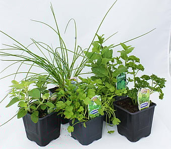 Organically Grown Herbs