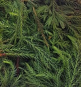 JAPANESE CEDAR (SUGI)