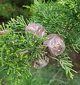 MONTEREY CYPRESS (MACROCARPA)