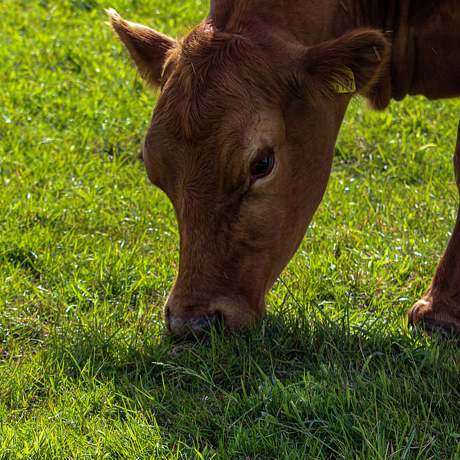 close up of the head of one of our stabiliser cows standing on grassland with head down eating grass